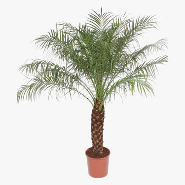 Phoenix Roebelenii Palm